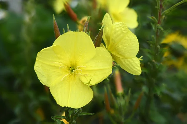 Oenothera vacker blomma — Stockfoto