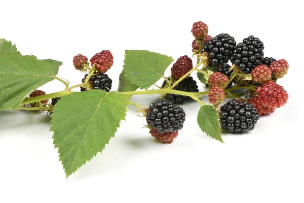 Ripe and unripe blackberry — Stock Photo, Image