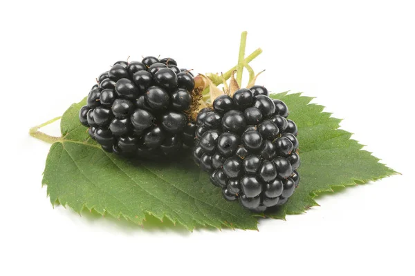 成熟的黑莓隔离白色 — 图库照片