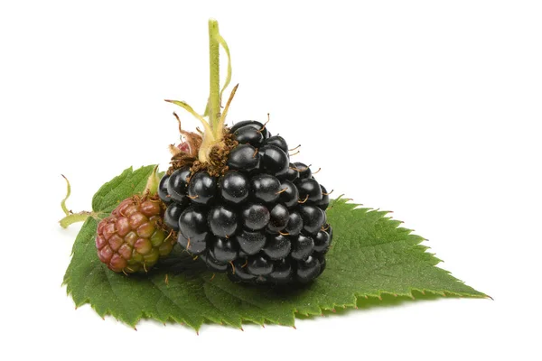 Ripe and unripe blackberry — Stock Photo, Image