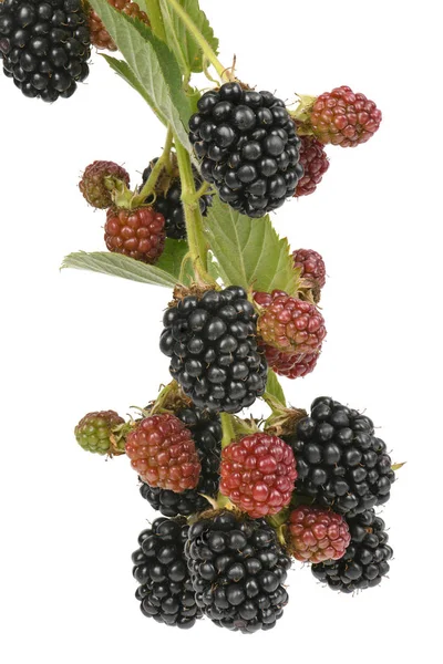 Blackberry madura e inmadura — Foto de Stock