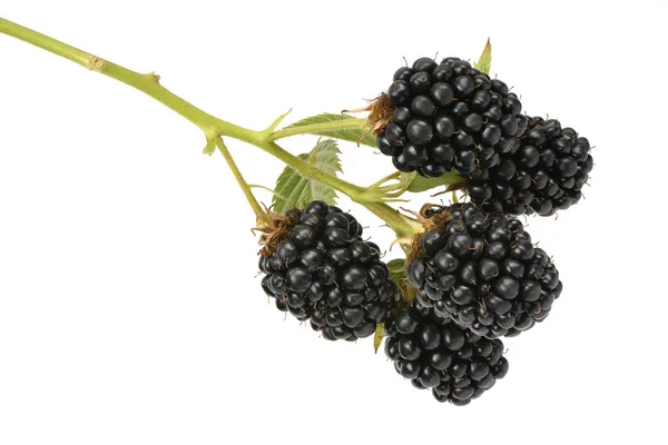 Rijp blackberry — Stockfoto