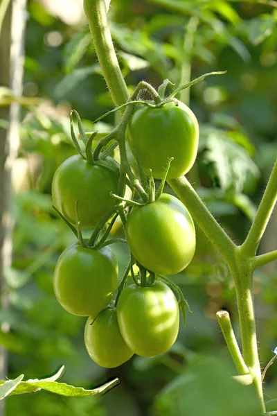 Gröna omogna tomater — Stockfoto