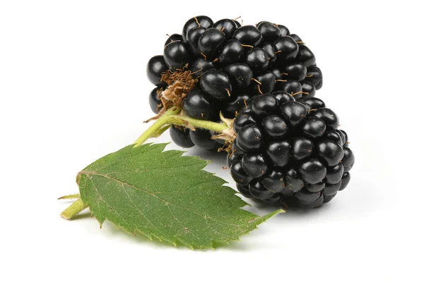 成熟的黑莓 — 图库照片