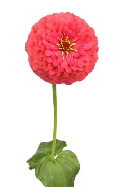 Zinnia de cor vermelha — Fotografia de Stock