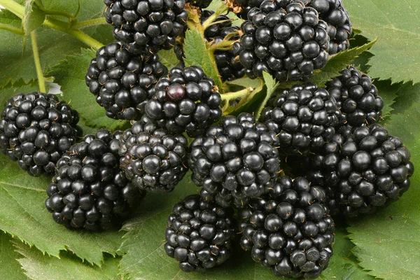 花园里的黑莓 — 图库照片