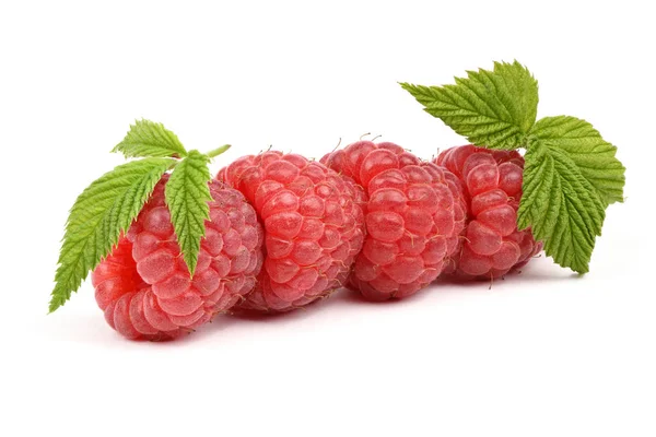 Vier rote Himbeeren — Stockfoto