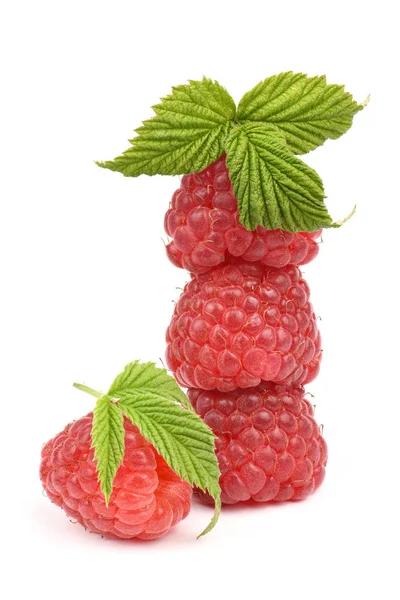 Four red raspberry berries — Stock Photo, Image