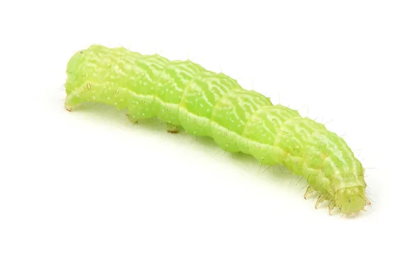 Green caterpillar isolated on white. — Stock Photo, Image