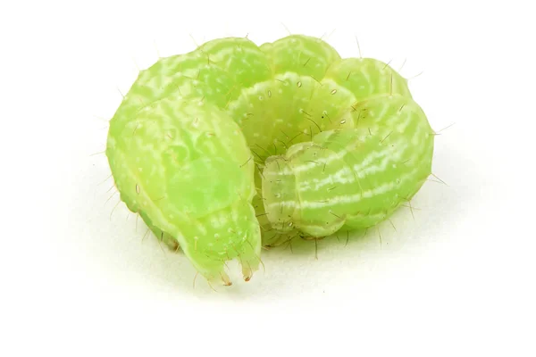 Green caterpillar isolated on white. — Stock Photo, Image
