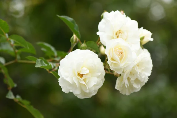 Белоцветная роза — стоковое фото