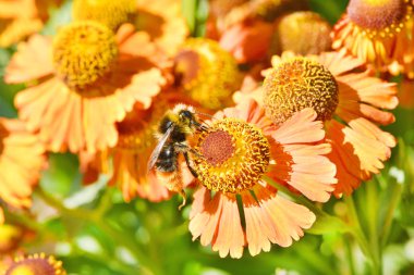 Arı portakal çiçeğinden nektar toplama.