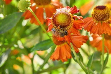 Arı portakal çiçeğinden nektar toplama.