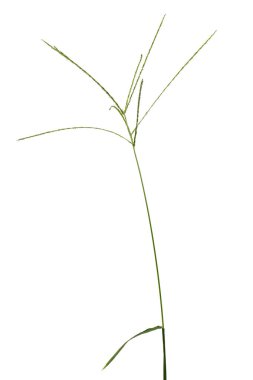 Digitaria sanguinalis beyaz izole.