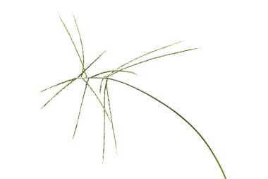 Digitaria sanguinalis beyaz izole.