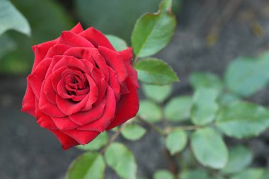 Kırmızı renkli gül