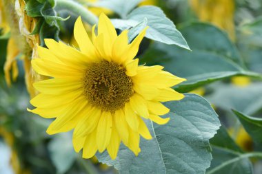  Sarı renkli ayçiçeği