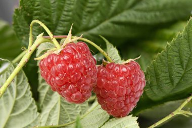 Yaprak gıda arka plan ile Ahududu dal.