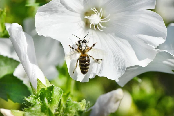 Bee while collecting pollen from white flower. — Stock Photo, Image