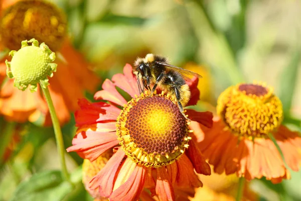Χνουδωτή μέλισσα σε ζουμερό πορτοκαλί λουλούδι με κίτρινο κέντρο και ζωηρά ευχάριστα αγνά πέταλα. — Φωτογραφία Αρχείου