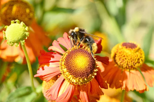 Fluffy bumblebee on juicy orange flower with yellow center and vivid pleasant pure petals. — Stock Photo, Image