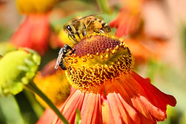Biene und Wildbiene sammeln Nektar aus Orangenblüten. — Stockfoto