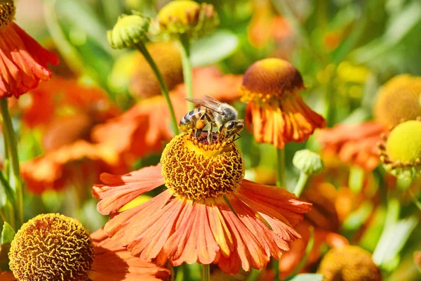 Biene sammelt Nektar aus Orangenblüte. — Stockfoto