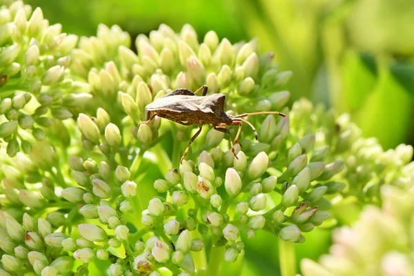 Little Bug Moustache Carpocoris Fuscispinus Crawling Green Flowers — Stock Photo, Image