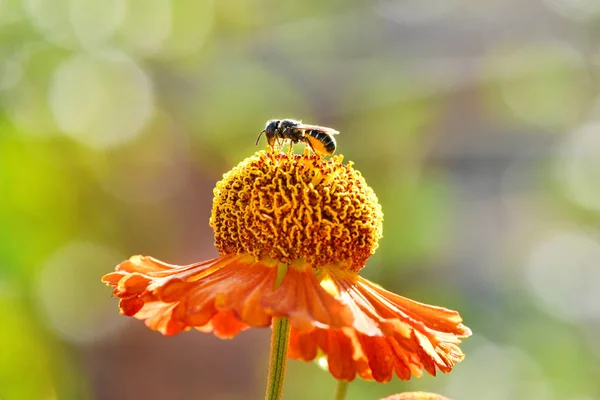 Abeja silvestre recolectando néctar de flor naranja . — Foto de Stock