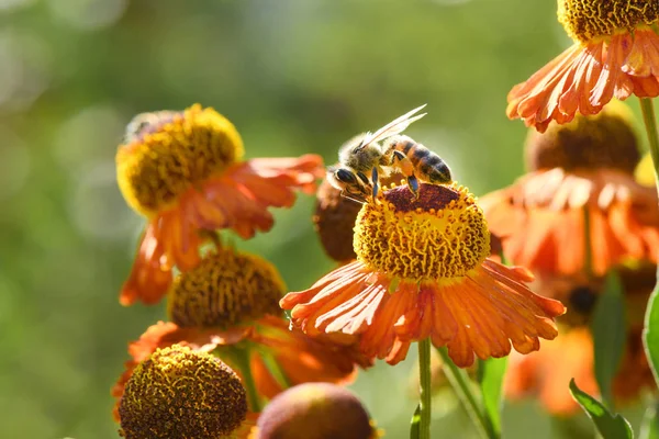 Biene sammelt Nektar aus Orangenblüte. — Stockfoto