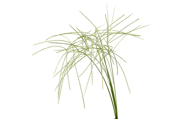 Digitaria sanguinalis isolated on white. — Stock Photo, Image