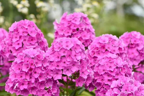 플록스 (플록스 더글라스) 식물의 보라색 꽃. — 스톡 사진