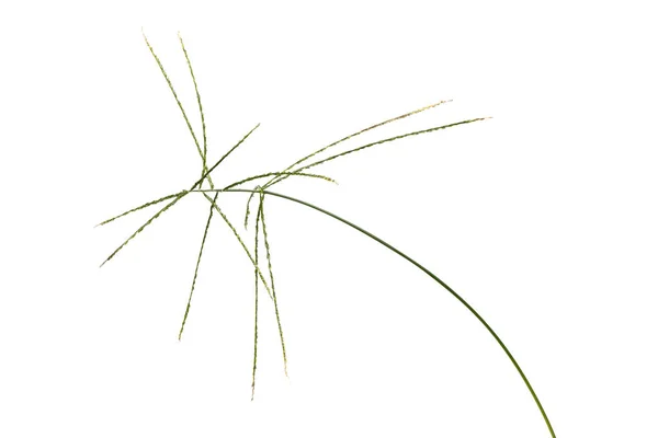Digitaria sanguinalis isoliert auf weiß. — Stockfoto