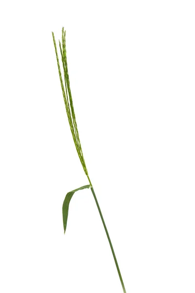 Digitaria sanguinalis isolata su bianco . — Foto Stock