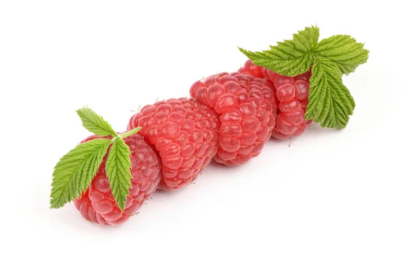 Чотири червоні ягоди малини — стокове фото