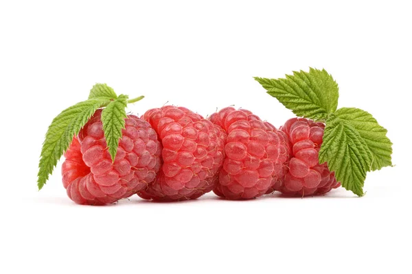 Четыре красные ягоды малины — стоковое фото