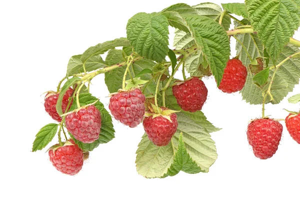 Raspberry twig with leaves — Stock Photo, Image