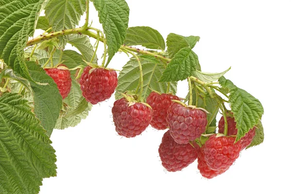 Ramita de frambuesa con hojas — Foto de Stock