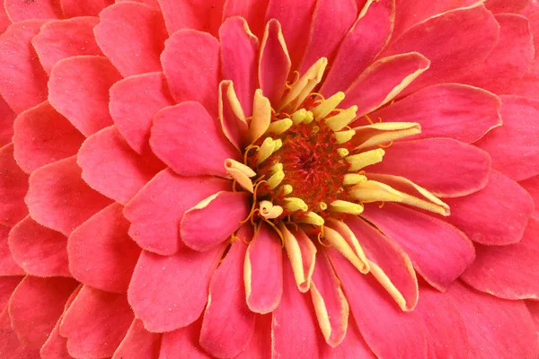 Zinnia de cor vermelha — Fotografia de Stock