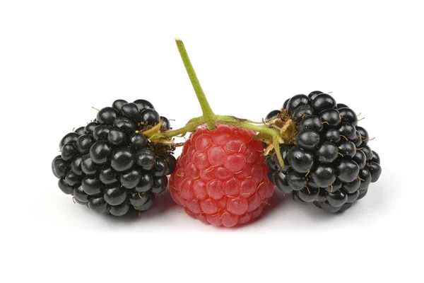 Reife Brombeeren und Himbeeren — Stockfoto