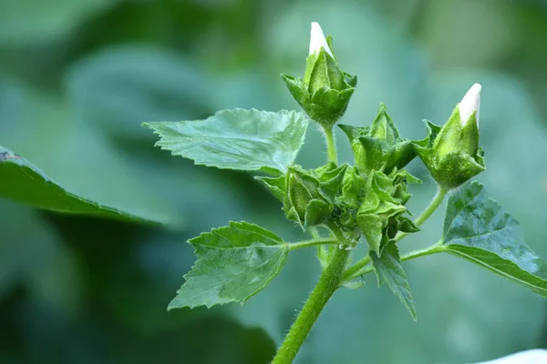 Convolvulus arvensis branco — Fotografia de Stock