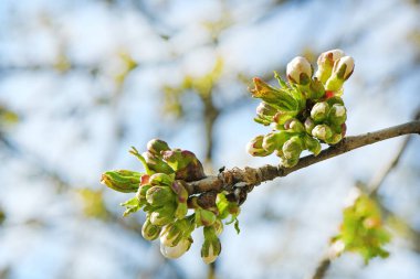 Çiçekli kiraz ağacı dalı ve diğer dalların bulanık arka planında taze taze yapraklar seçici bir odak noktasında. Yüksek çözünürlüklü. Tam alan derinliği.