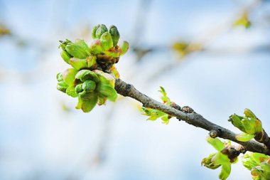 Çiçekli kiraz ağacı dalı ve diğer dalların bulanık arka planında taze taze yapraklar seçici bir odak noktasında. Yüksek çözünürlüklü. Tam alan derinliği.