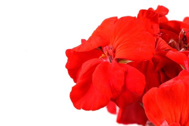 Beyaz arka planda, kırmızı bahçe sardunya Pelargonium çiçekleri. Yüksek çözünürlüklü. Tam alan derinliği.