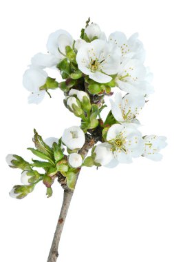 Beyaz arka planda izole edilmiş kiraz çiçekleri. Yüksek çözünürlüklü. Tam alan derinliği.