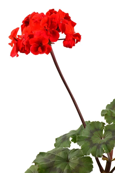 Jardim Vermelho Geranium Pelargonium Flores Isoladas Sobre Fundo Branco Foto — Fotografia de Stock