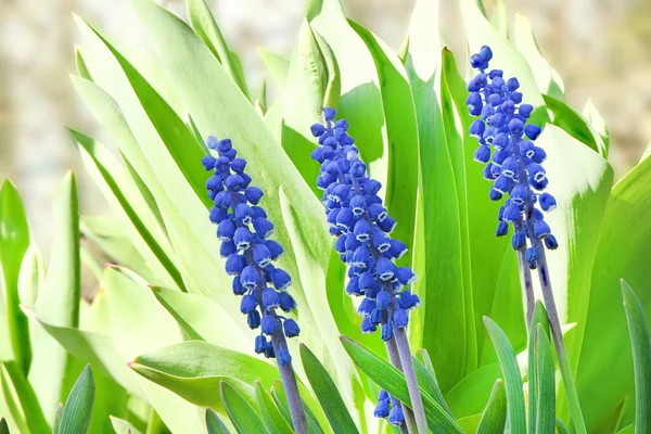 Flores Muscari Azuis Jacinto Rato Primavera Foco Seletivo Foto Alta — Fotografia de Stock