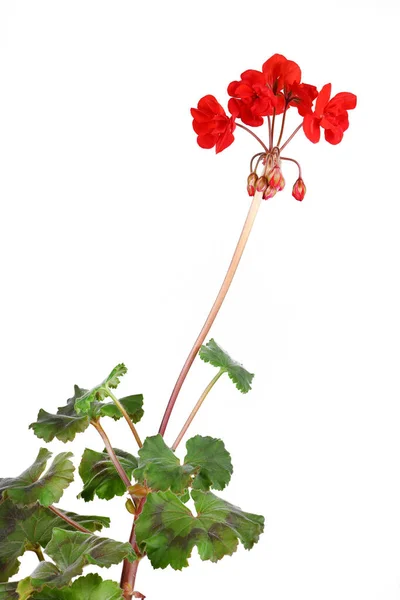 Piros Kert Geranium Virágok Elszigetelt Fehér Háttérrel Nagy Felbontású Fotó — Stock Fotó