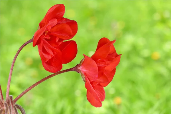 Vörös Kert Geranium Virágok Nagy Felbontású Fotó Teljes Mélységélesség — Stock Fotó