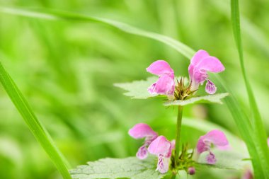 Güzel bahar çiçeği Corydalis. Yeşil bahar çayırlarında bahar çiçekleri (Corydalis) tomurcuklandı. Seçici odak noktasında ilkbahar çiçeği. Yüksek çözünürlüklü fotoğraf.